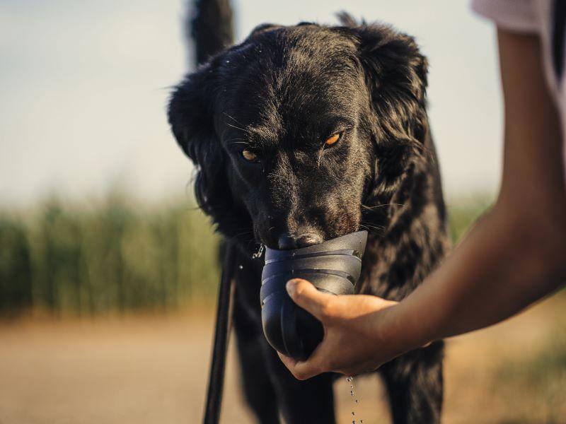 Le chien boit de l'eau